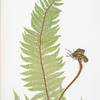 A. Polystichum aculeatum. B. P. aculeatum argutum. C. P. aculeatum alatum. [The common prickly shield fern]