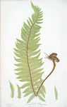 A. Polystichum aculeatum. B. P. aculeatum argutum. C. P. aculeatum alatum. [The common prickly shield fern]