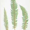 Polystichum aculeatum lobatum. [The common prickly shield fern]