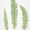 Polystichum aculeatum lobatum. [The common prickly shield fern]