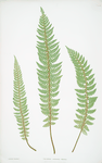 Polystichum aculeatum lobatum. [The common prickly shield fern]