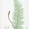A. Polystichum angulare. B. P. angulare hastulatum. C. P. angulare irregulare. D. P. angulare biserratum. E. P. angulare imbricatum. [The soft prickly shield fern]
