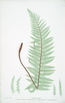 A. Polystichum angulare. B. P. angulare hastulatum. C. P. angulare irregulare. D. P. angulare biserratum. E. P. angulare imbricatum. [The soft prickly shield fern]