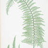 A. Polystichum angulare subtripinnatum. B. P. angulare tripinnatum. C. P. angulare proliferum. [The soft prickly shield fern]