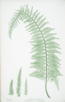 A. Polystichum angulare subtripinnatum. B. P. angulare tripinnatum. C. P. angulare proliferum. [The soft prickly shield fern]