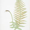 Lastrea Filix-mas. [The male fern, or Common buckler fern]