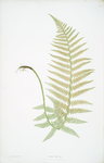 Lastrea Filix-mas. [The male fern, or Common buckler fern]