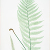 Lastrea Filix-mas incisa. [The male fern, or Common buckler fern]