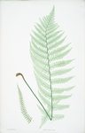 Lastrea Filix-mas incisa. [The male fern, or Common buckler fern]