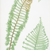 A. Lastrea Filix-mas cristata. B. L. Filix-mas polydactyla. [The male fern, or Common buckler fern]