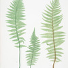 A. Lastrea Filix-mas pumila. B. L. Filix-mas paleacea. [The male fern, or Common buckler fern]