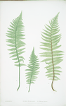 A. Lastrea Filix-mas pumila. B. L. Filix-mas paleacea. [The male fern, or Common buckler fern]