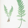 Lastrea rigida. [The rigid buckler fern]
