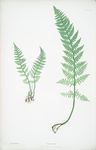 Lastrea rigida. [The rigid buckler fern]