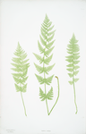 Lastrea cristata. [The crested buckler fern]