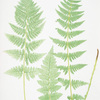 Lastrea cristata uliginosa. [The crested buckler fern]