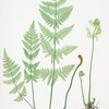Lastrea spinulosa. [The narrow prickly-toothed buckler fern]