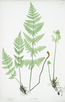 Lastrea spinulosa. [The narrow prickly-toothed buckler fern]