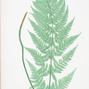 Lastrea dilatata glandulosa. [The broad prickly-toothed buckler fern]