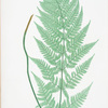 Lastrea dilatata glandulosa. [The broad prickly-toothed buckler fern]