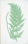 Lastrea dilatata glandulosa. [The broad prickly-toothed buckler fern]