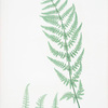 Lastrea dilatata Chanteriæ. [The broad prickly-toothed buckler fern]