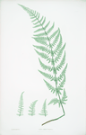 Lastrea dilatata Chanteriæ. [The broad prickly-toothed buckler fern]