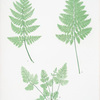 Lastrea dukatata dynetirym. [The broad prickly-toothed buckler fern]