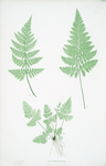 Lastrea dukatata dynetirym. [The broad prickly-toothed buckler fern]