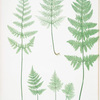 A-B. Lastrea dilatata coliina ;  C-D. L. dilatata nana. [The broad prickly-toothed buckler fern]