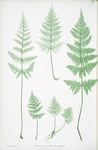 A-B. Lastrea dilatata coliina ;  C-D. L. dilatata nana. [The broad prickly-toothed buckler fern]