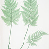 Lastrea foeniseeii. [The hay-scented, or Concave prickly-toothed buckler fern]