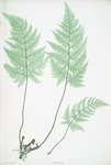 Lastrea foeniseeii. [The hay-scented, or Concave prickly-toothed buckler fern]