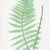 Lastrea Oreopteris. [The mountain buckler fern]