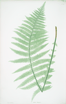 Lastrea Oreopteris. [The mountain buckler fern]