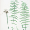 Lastrea Thelypteris. [The marsh, or Female buckler fern]