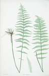 Lastrea Thelypteris. [The marsh, or Female buckler fern]