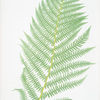 Athyrium Filix-foemina. [The lady fern]