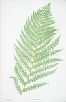 Athyrium Filix-foemina. [The lady fern]