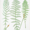 A. Athyrium Filix-foemina rhæticum. B. A. Filix-foemina latifolium. C. A. Filix-foemina marinum. [The lady fern]