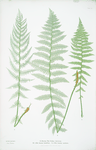 A. Athyrium Filix-foemina rhæticum. B. A. Filix-foemina latifolium. C. A. Filix-foemina marinum. [The lady fern]