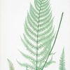 Athyrium Filix-foemina ovatum. [The lady fern]