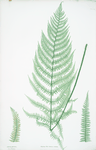 Athyrium Filix-foemina ovatum. [The lady fern]