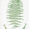 Athyrium Filix-foemina  multifidum. [The lady fern]