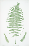 Athyrium Filix-foemina  multifidum. [The lady fern]