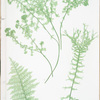 A. Athyrium Filix-foemina crispum. B. Athyrium Filix-foemina depaperatum. C. Athyrium Filix-foemina dissectum. [The lady fern]