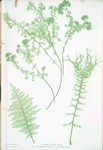 A. Athyrium Filix-foemina crispum. B. Athyrium Filix-foemina depaperatum. C. Athyrium Filix-foemina dissectum. [The lady fern]
