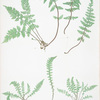 A. Asplenium fontanum. B. Asplenium lanceolatum. [The smooth rock spleenwort]