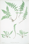 A. Asplenium fontanum. B. Asplenium lanceolatum. [The smooth rock spleenwort]