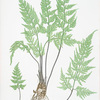 A-B. Asplenium Adiantum-nigrum. C-D. A. Adiantum-nigrum obtusum. [The black maidenhair spleenwort]